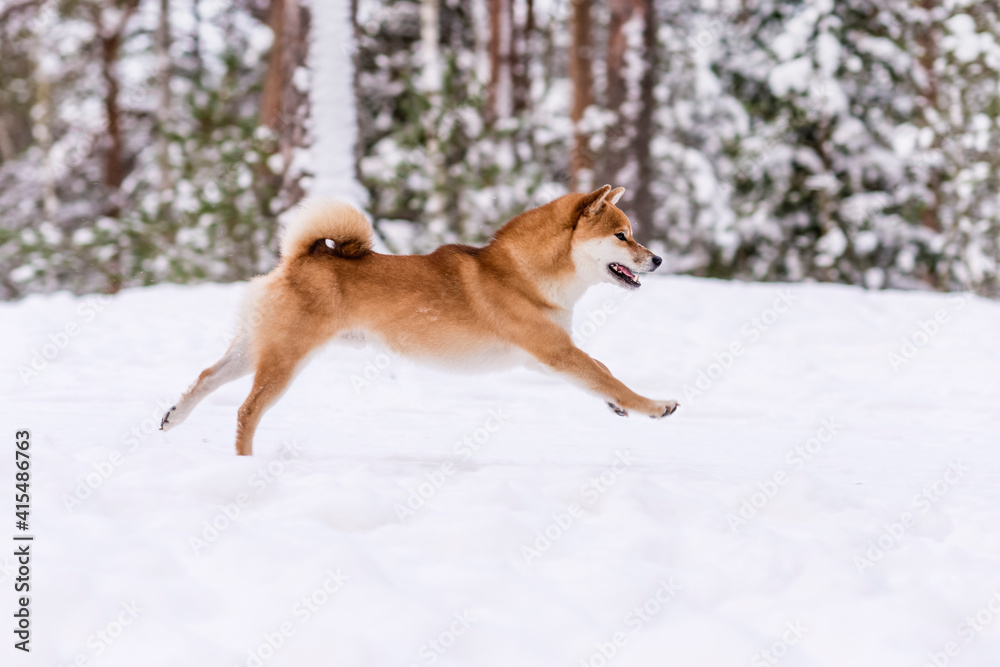 Winter photos of the dog. Shiba Inu. Winter photos of the dog. Shiba Inu.