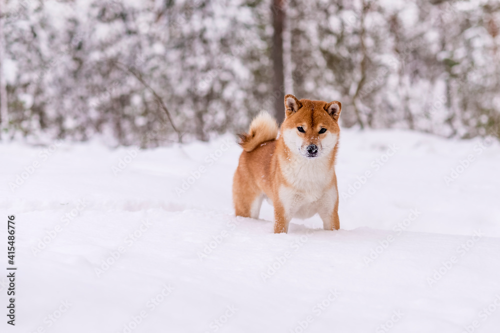 Winter photos of the dog. Shiba Inu.