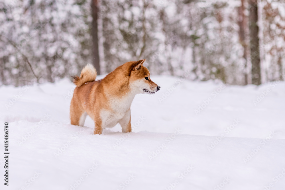Winter photos of the dog. Shiba Inu. Winter photos of the dog. Shiba Inu.