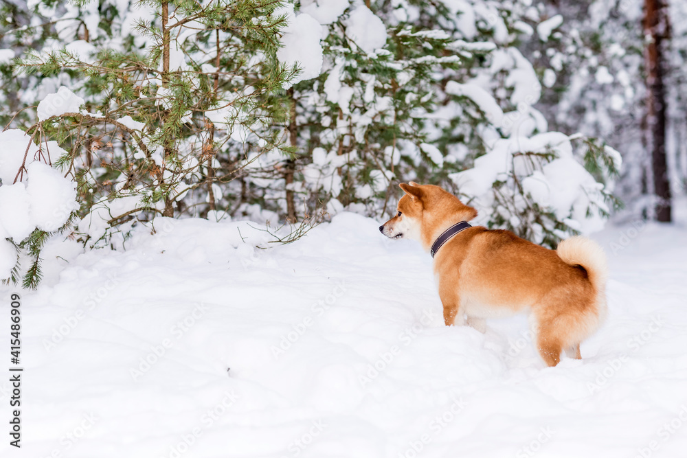 Winter photos of the dog. Shiba Inu. Winter photos of the dog. Shiba Inu.