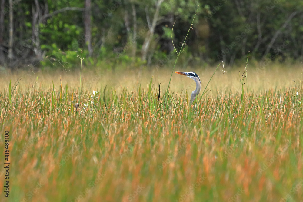 Obraz premium Great Blue Heron in tall grass
