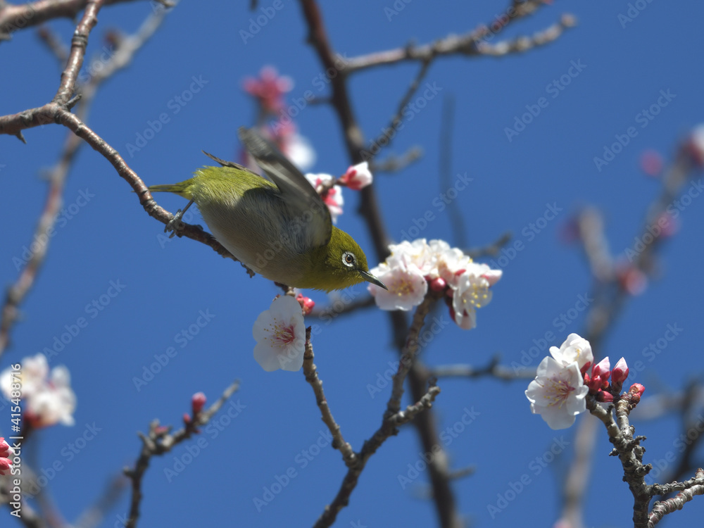 Blue sky, cherry blossoms and green birds Blue sky, cherry blossoms and green birds