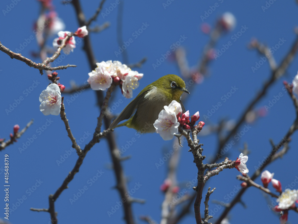 Blue sky, cherry blossoms and green birds Blue sky, cherry blossoms and green birds