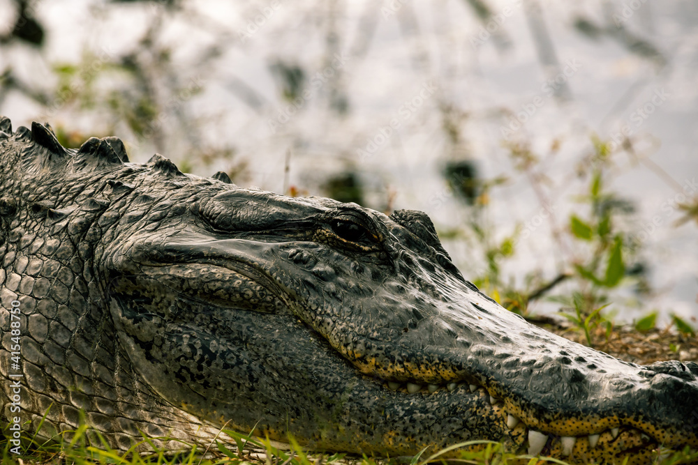 Fototapeta premium closeup alligator on the bank