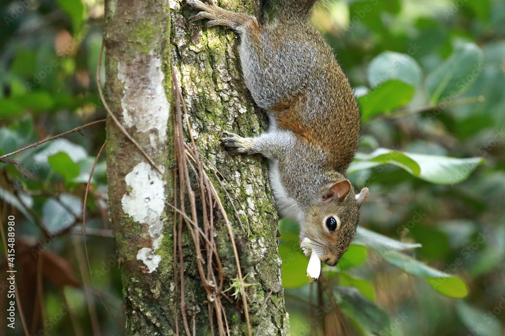 squirrel eating a mushroom