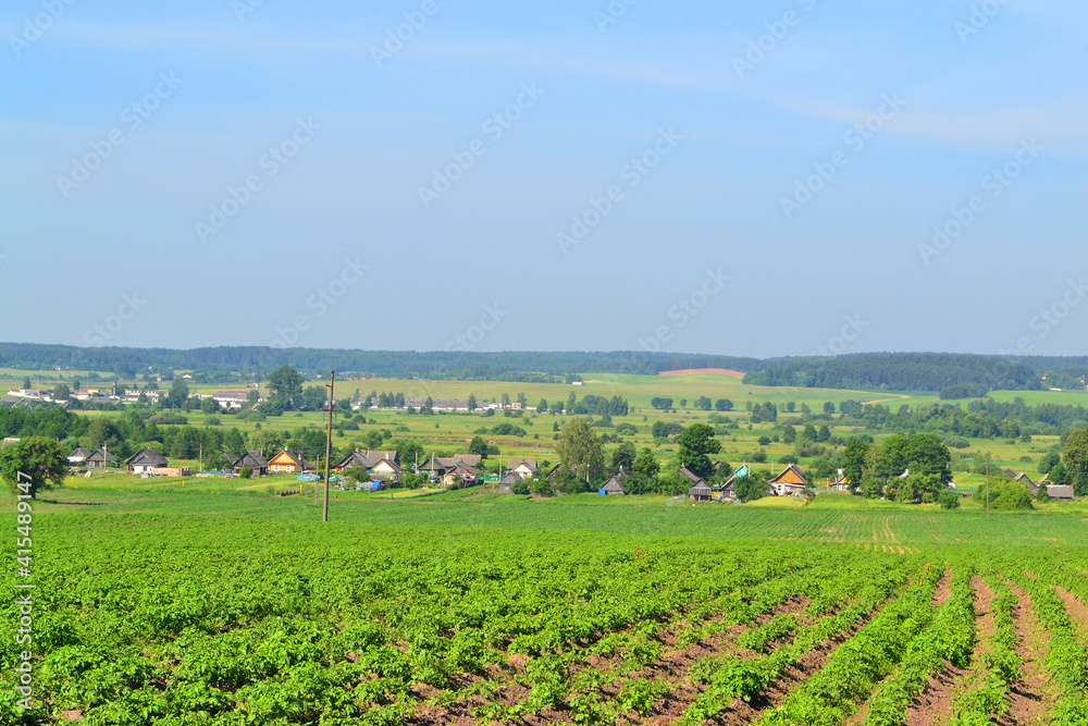 Old houses in the village, russian or belarussian vegetable garden with potatoes in front of the house