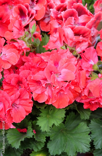 Red Pelargonium flowers in a greenhouse  selective focus  vertical orientation.