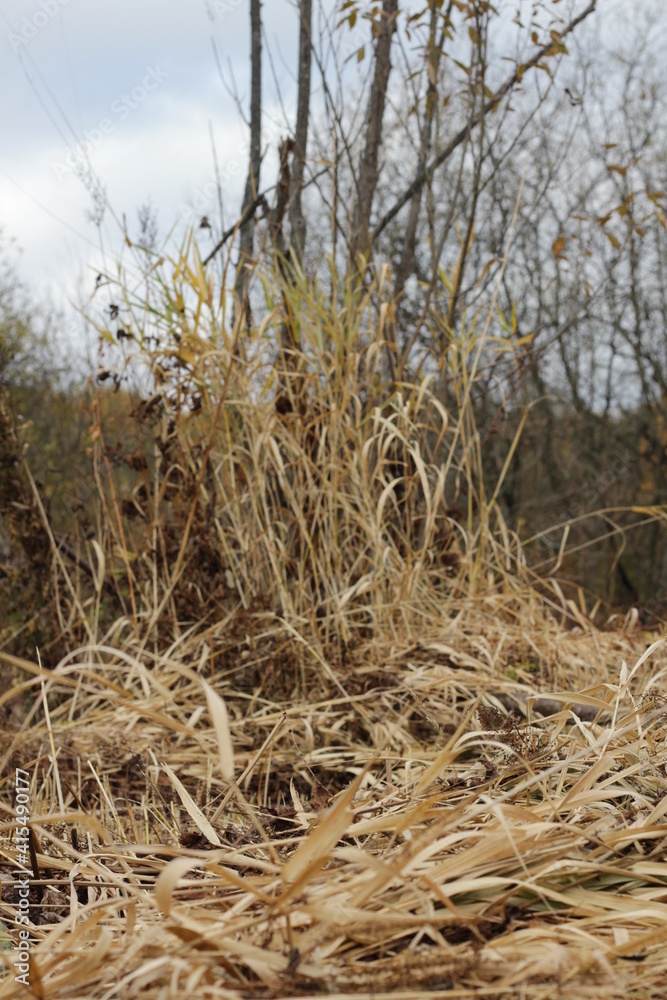 Fototapeta premium grass in the wind