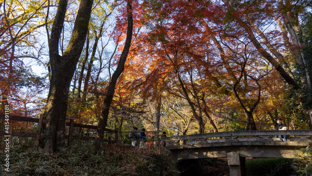Naklejka premium autumn in the park
