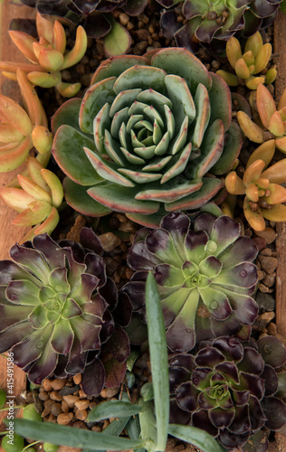 Ornamental succulent plants arrangement. Overhead view of different succulents, such as Echeveria, Sedum, Aeonium and Curio, growing in a wooden pot. Beautiful natural colors, texture and pattern.
