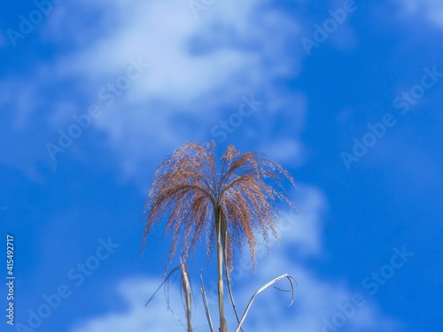 青空バックに見上げる葦の穂 © Scott Mirror