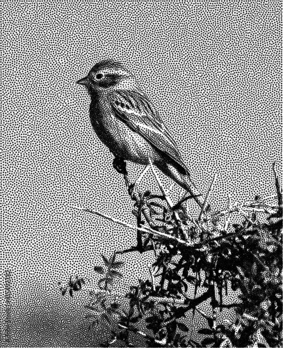 Stipple Technique Brewer's Sparrow