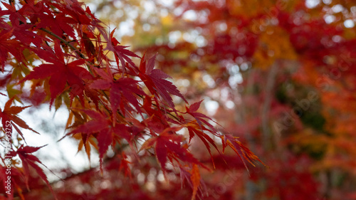 red maple leaves