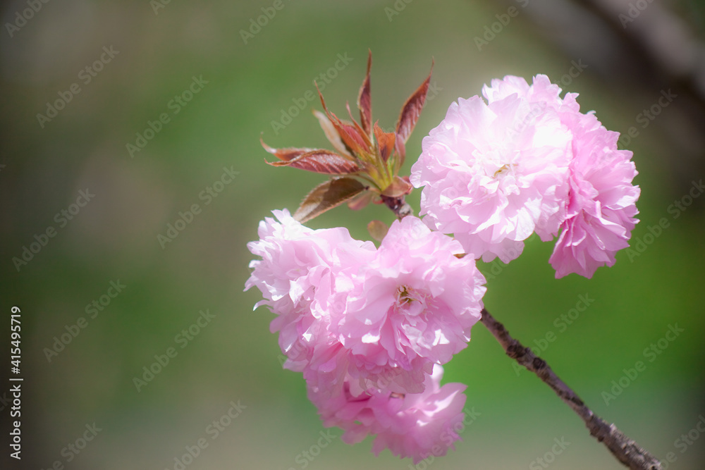 Obraz premium ソフトイメージに写した八重の桜 