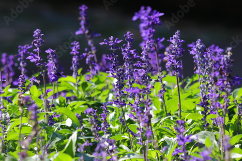 blue salvia flower in the garden