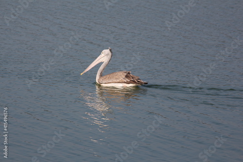 pelican 