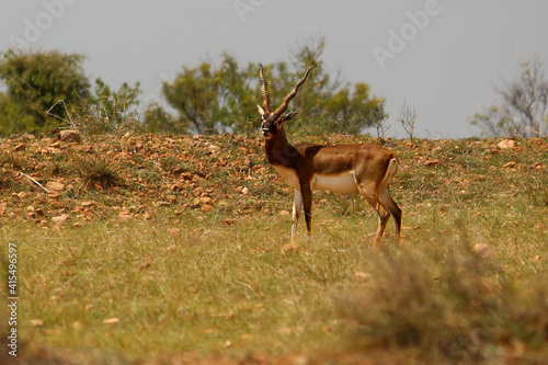 Black buck in the forest