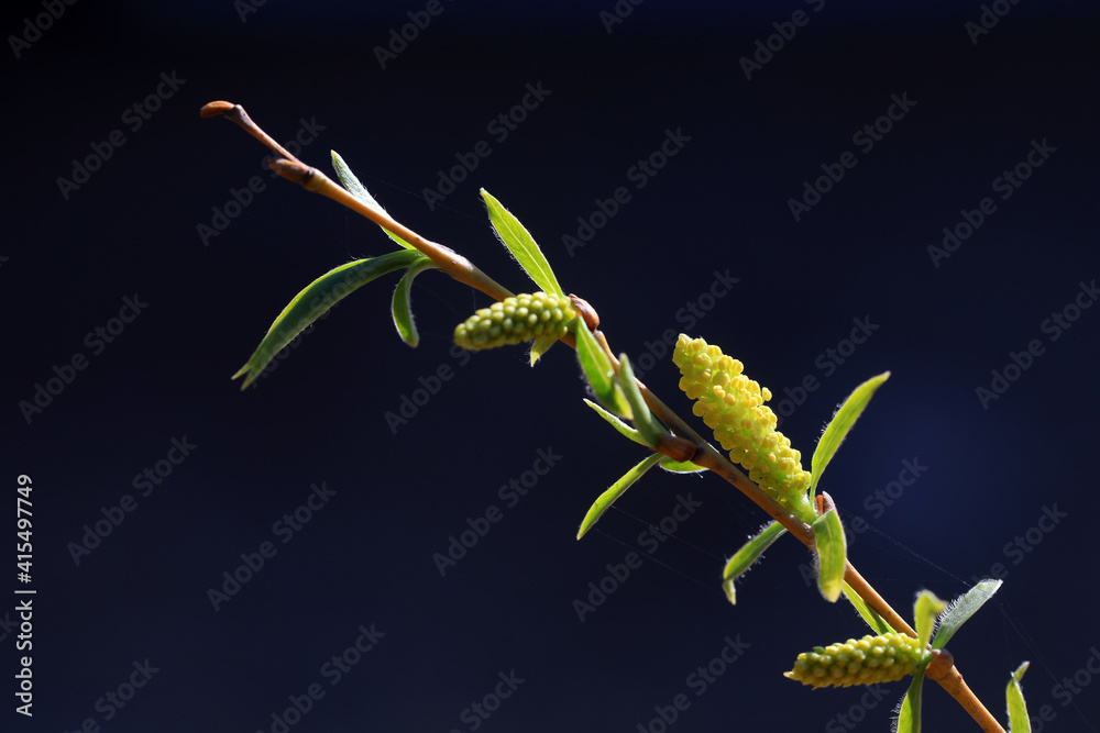 Fototapeta premium Close up of willow flower bud