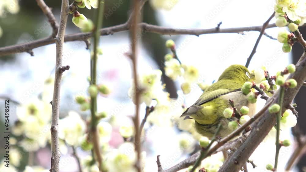 梅の花の蜜を食べるメジロ クローズアップ 4K Warbling white-eye bird on plum tree.