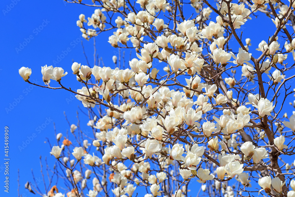 magnolia micro photos of flowers magnolia micro photos of flowers