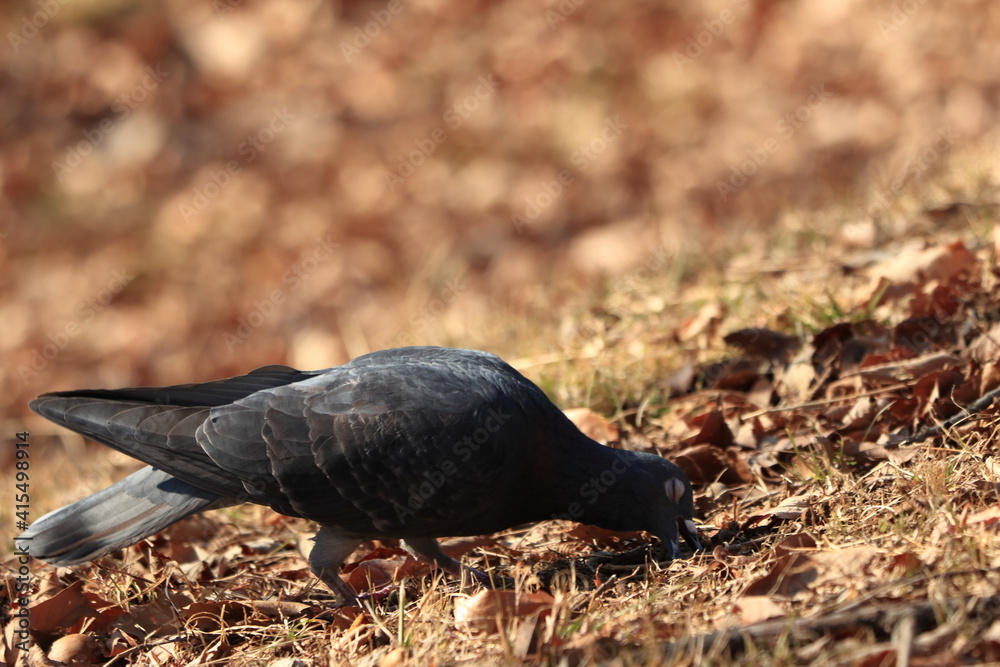 Naklejka premium ついばむ鳩