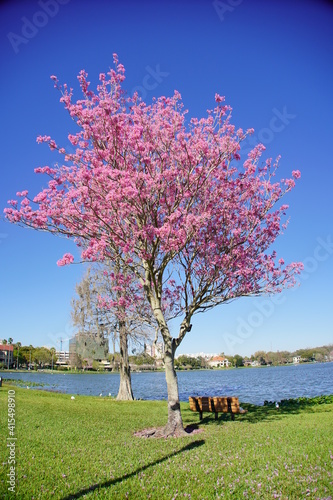 Spring of Lake Morton at city center of lakeland Florida photo