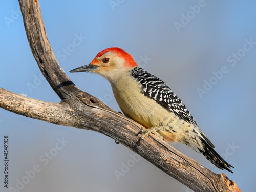 Red-bellied Woodpecker Closeup Portrait in Winter on Gray Blue Background © FotoRequest