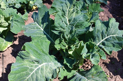 cauliflower farming, plots row of growing crops plant in India