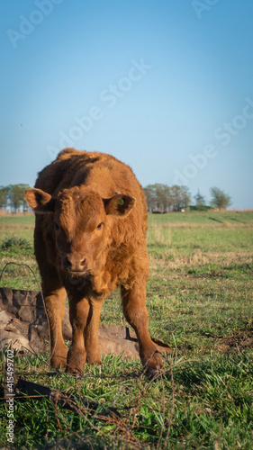 young cow in the fields