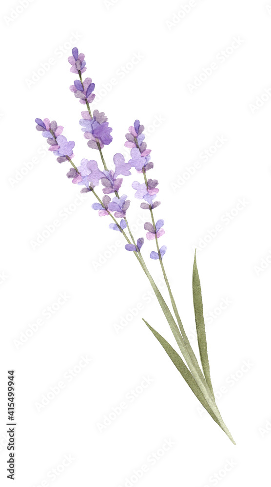 Obraz premium Hand drawing isolated watercolor floral illustration with lavender flowers on white background.