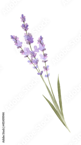 Hand drawing isolated watercolor floral illustration with lavender flowers on white background.