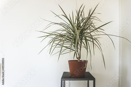clean interior with stand and Braided Madagascar dragon tree on empty white wall background for text