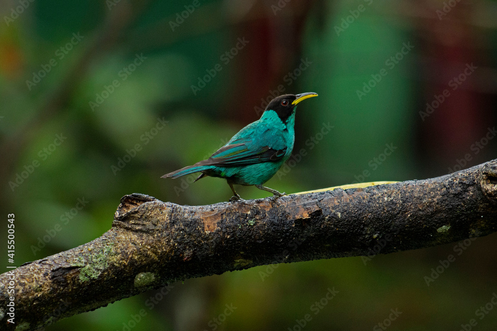 Saí-verde (Chlorophanes spiza) Saí-verde (Chlorophanes spiza)