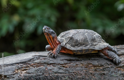 A North American wood turtle basking on a log in the middle of a Massachusetts river. 