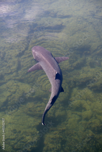 Whitetip reef shark (Triaenodon obesus), Punta Moreno, Isabela Island, Galapagos Islands, Ecuador photo