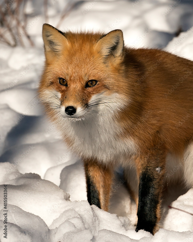Fototapeta premium Red Fox Stock Photos. Red fox head shot close-up profile side in the winter season in its environment and habitat with blur snow background displaying bushy fox tail, fur. Image. Picture. Portrait.