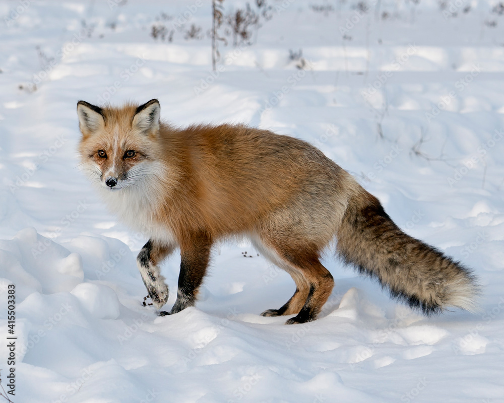 Red Fox Stock Photos. close-up looking at camera in the winter season in its  habitat with blur snow background displaying bushy fox tail, white mark paws, fur. Image. Picture. Portrait. Unique Fox.