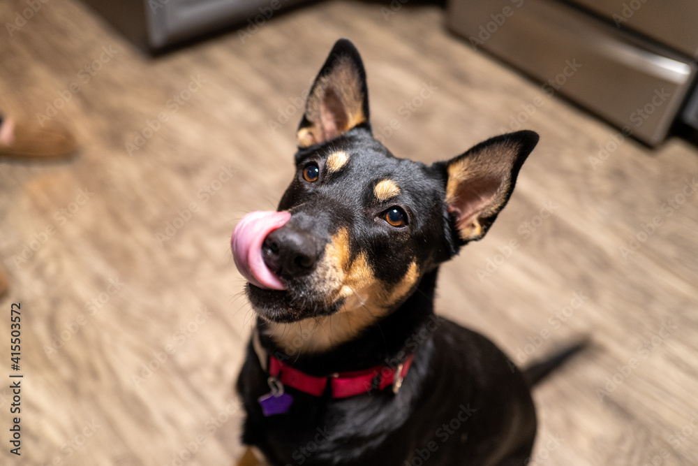 a black and tan dog with big ears licking her own nose with her tongue out