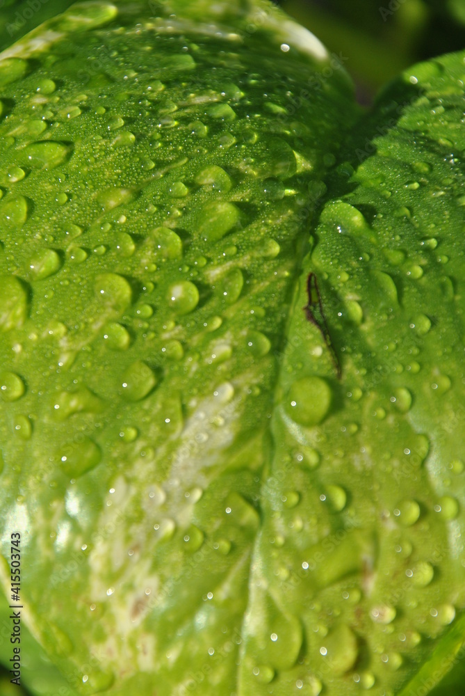 green leaf with drops green leaf with drops