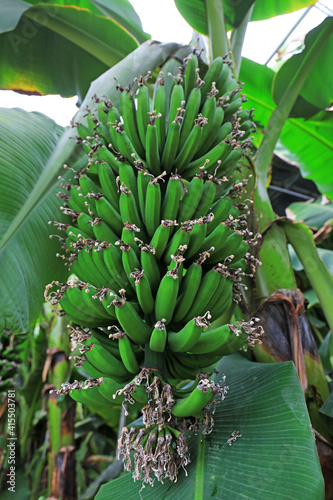 Immature bananas grow on trees