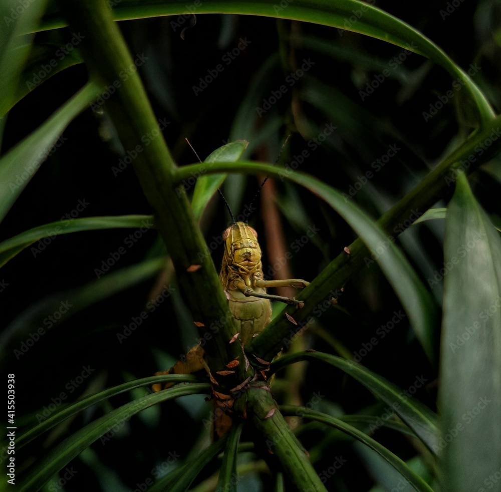 Grasshopper on a leaf