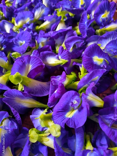 Telang flowers or Clitoria ternatea which have many benefits for the human body