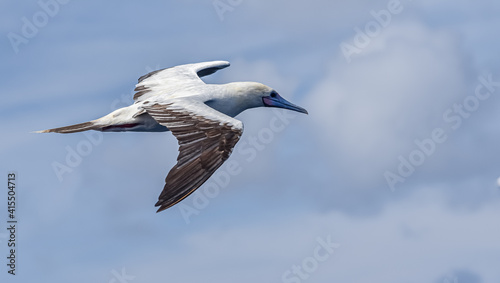 Seabird Masked, Blue-faced Booby (Sula dactylatra) flying over the ocean on the blue sky background. Seabird is hunting for flying fish jumping out of the water. © Mariusz