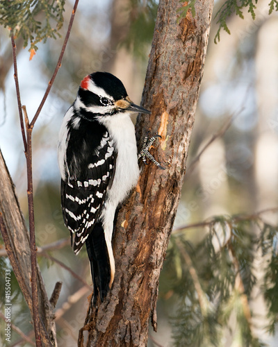 Woodpecker Stock Photos. Close-up profile view climbing tree trunk and displaying feather plumage in its environment and habitat in the forest with a blur background. Image. Picture. Portrait
