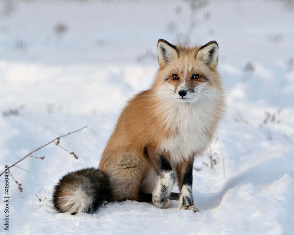 Red Fox Stock Photos.  Close-up profile view sitting in the winter season in its  habitat with blur snow background displaying bushy fox tail, white mark paws, fur. Image. Portrait. Unique Fox.