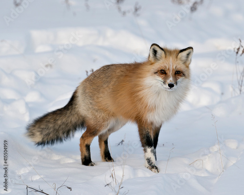 Red Fox Stock Photos. Close-up looking at camera in the winter in its environment and habitat with blur snow background displaying bushy fox tail, white mark paws, fur. Image. Portrait. Unique Fox. ©  Aline