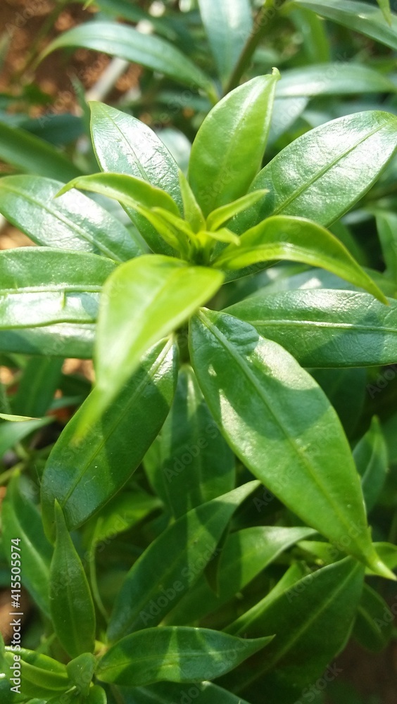 Obraz premium leaves