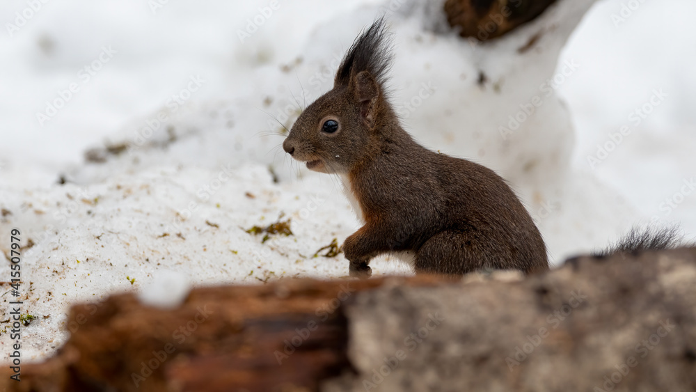 eichhörnchen, tier, säugetier, natur, wild lebende tiere, nager, wild eichhörnchen, tier, säugetier, natur, wild lebende tiere, nager, wild