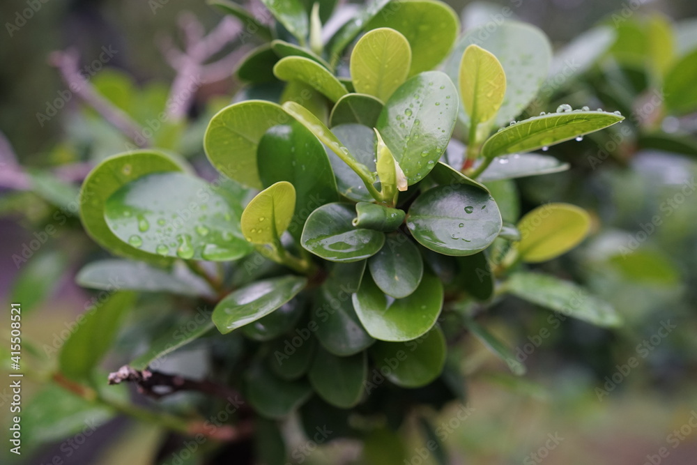 Water drops on green leaf. Close up. Morning dew. Dew after rain Water drops on green leaf. Close up. Morning dew. Dew after rain