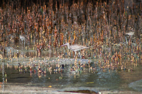 domestic bird was walking at mangrove area, Dili Timor Leste